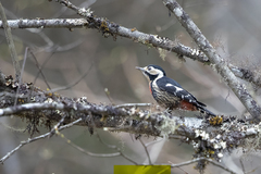 Dryobates cathpharius