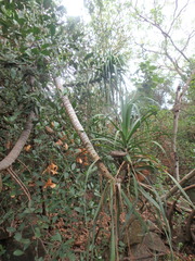 Dracaena ellenbeckiana