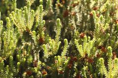 Erica stylaris