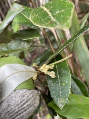 Elaeagnus glabra