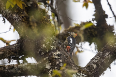 Dendrocopos darjellensis