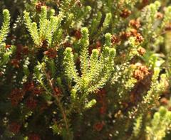 Erica stylaris