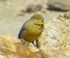 Sicalis uropygialis