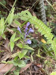 Scutellaria playfairii