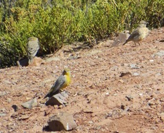 Sicalis uropygialis