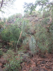 Dracaena ellenbeckiana