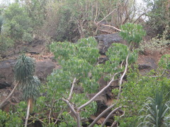 Dracaena ellenbeckiana