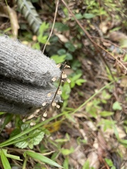 Scutellaria playfairii