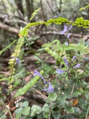 Scutellaria playfairii