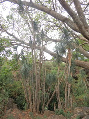 Dracaena ellenbeckiana