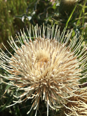 Cirsium quercetorum