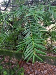 Taxus