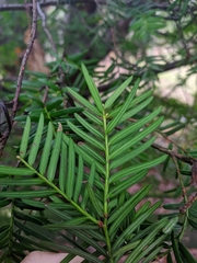 Taxus