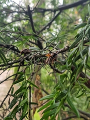 Taxus