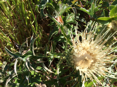 Cirsium quercetorum