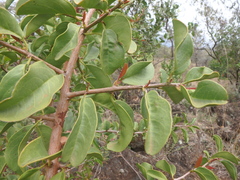 Ximenia