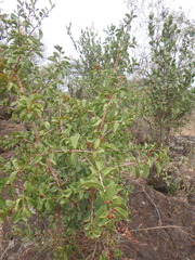 Ximenia