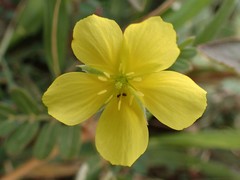 Camponotus chloroticus