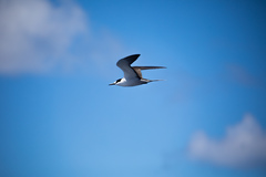 Onychoprion fuscatus