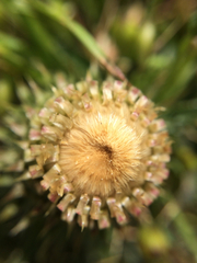 Cirsium quercetorum