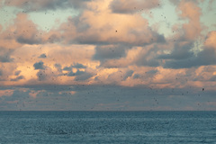 Onychoprion fuscatus