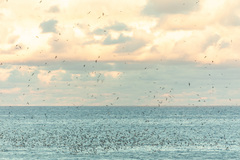 Onychoprion fuscatus