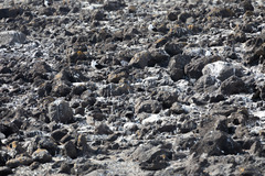 Onychoprion fuscatus