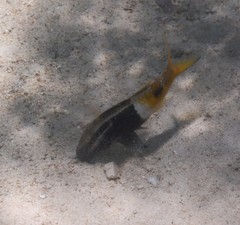 Parupeneus barberinoides