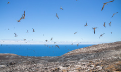 Onychoprion fuscatus