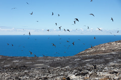 Onychoprion fuscatus