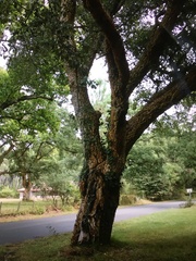Pterocarya fraxinifolia