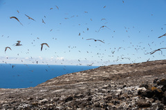 Onychoprion fuscatus