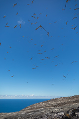 Onychoprion fuscatus