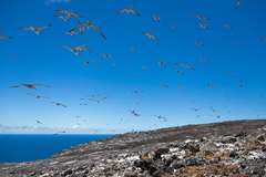 Onychoprion fuscatus