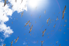 Onychoprion fuscatus