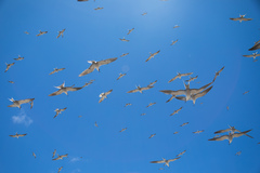 Onychoprion fuscatus