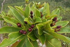 Xanthostemon