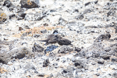 Onychoprion fuscatus