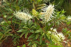 Grevillea exul