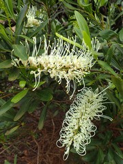 Grevillea exul