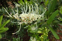 Grevillea exul
