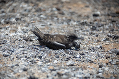 Onychoprion fuscatus