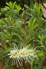 Grevillea exul