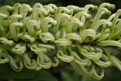 Grevillea exul