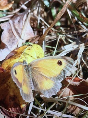 Pararge aegeria