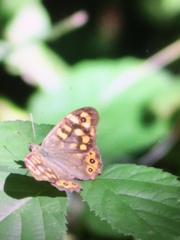 Pararge aegeria