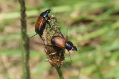Phyllotocus navicularis