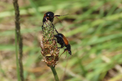 Phyllotocus navicularis