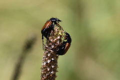 Phyllotocus navicularis