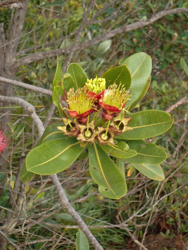 Xanthostemon gugerlii (Giant Xanthostemon)